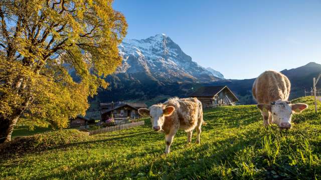 Film d'image Grindelwald